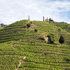 Syrah: die rote Verführung.       4x Rhône, 4x Rest Europa