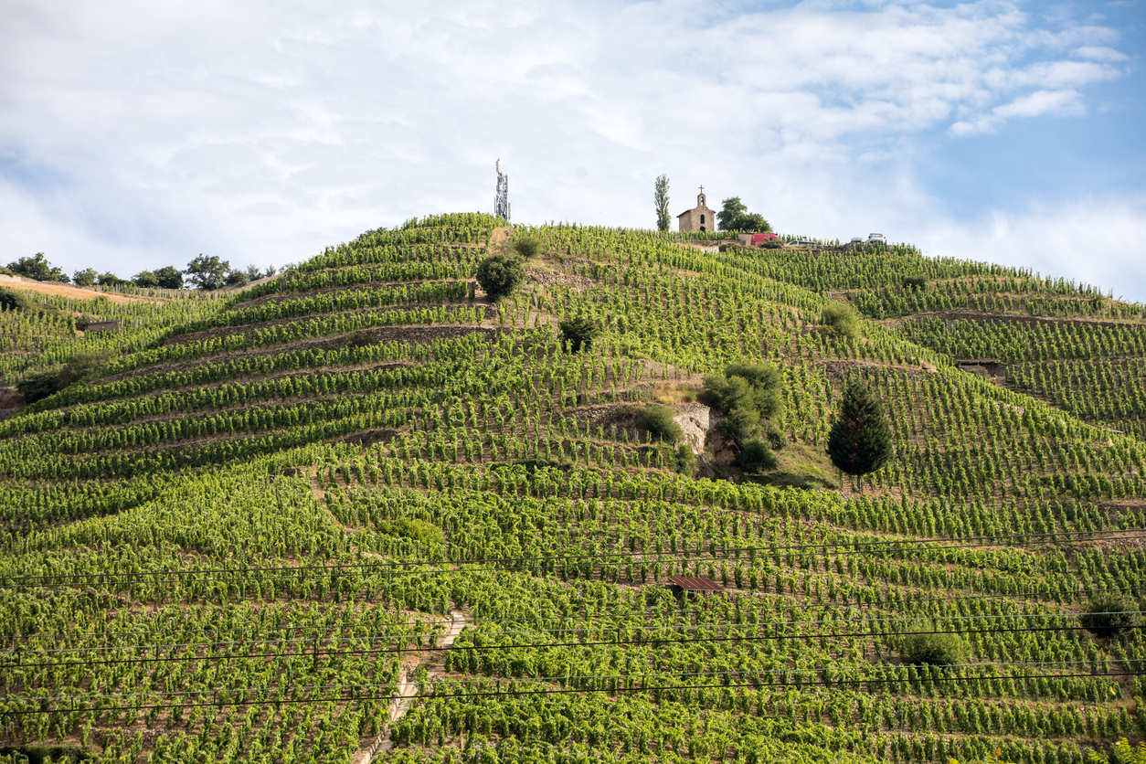 Syrah: die rote Verführung.       4x Rhône, 4x Rest Europa