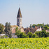 Pinot noir von der Côte de Nuits 