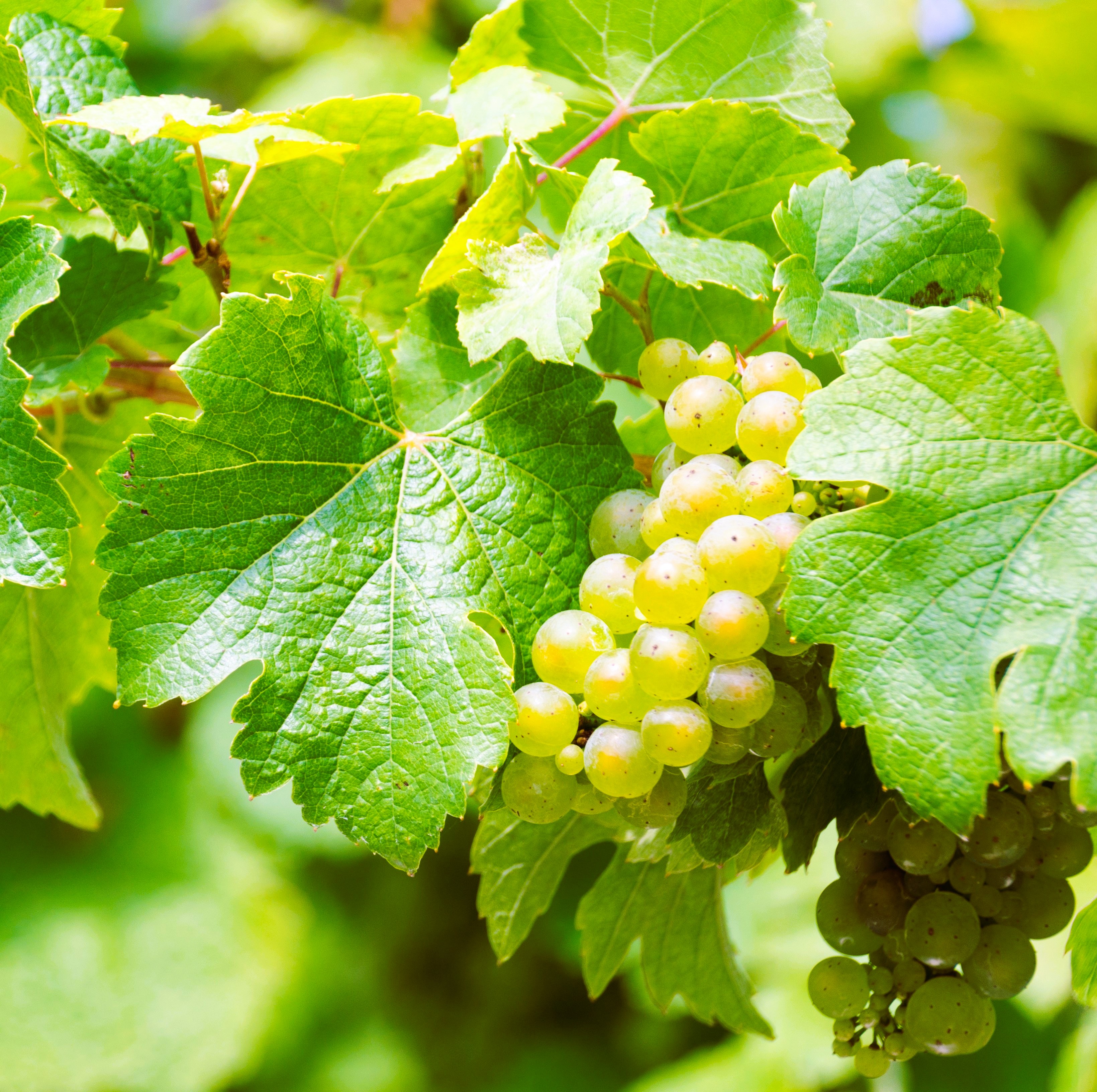 Deutsche Spitzen-Chardonnays