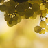 Verkannte Terroir-Flüsterer: Aligoté und Melon de Bourgogne
