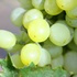 Gereifte Rieslinge aus der Magnum