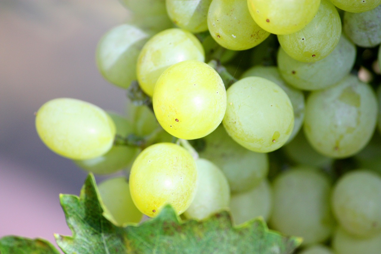 Gereifte Rieslinge aus der Magnum